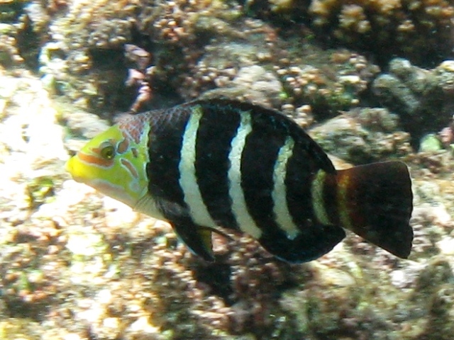 ../tools/UploadPhoto/uploads/Hemigymnus_fasciatus_Felicite2010_8467_v.JPG