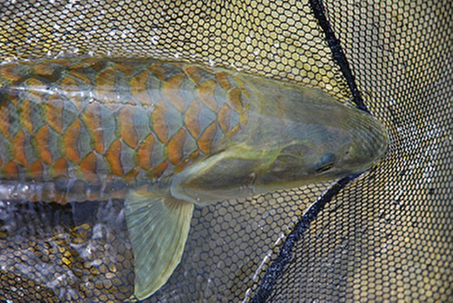 ../tools/UploadPhoto/uploads/Himalayan-Golden-Mahseer1.jpg