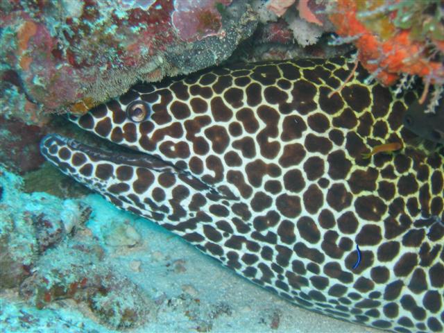 ../tools/UploadPhoto/uploads/Honeycomb_Guraidhoo_Corner_19-07-2009.jpg