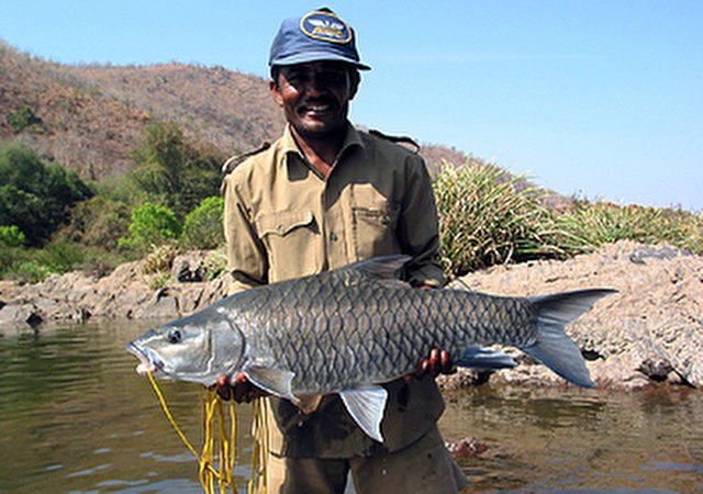 ../tools/UploadPhoto/uploads/Humpback-Mahseer2.jpg