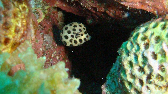 ../tools/UploadPhoto/uploads/Lactophrys_bicaudalis_juvenile.JPG