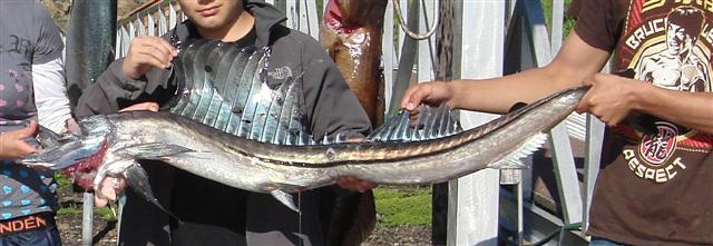 ../tools/UploadPhoto/uploads/Lancetfish.JPG