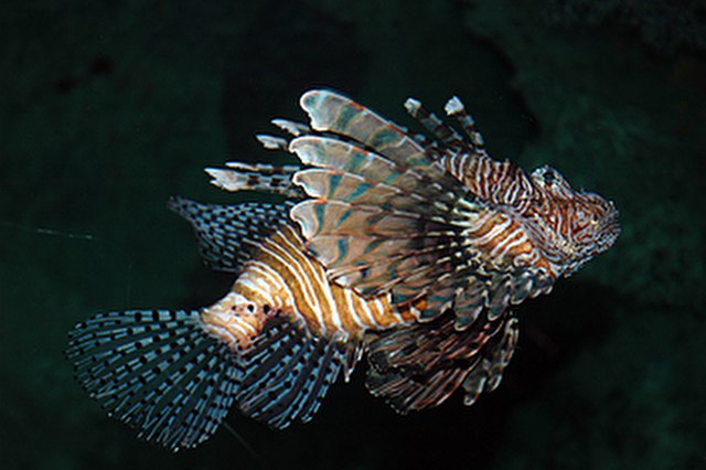 ../tools/UploadPhoto/uploads/Lionfish.jpg