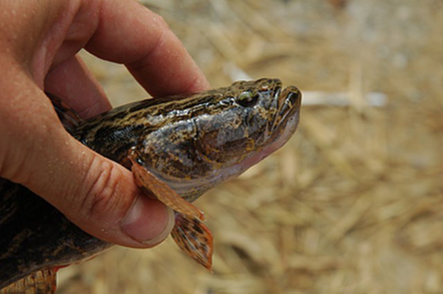 ../tools/UploadPhoto/uploads/Marbled-Goby1.jpg