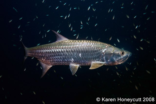 ../tools/UploadPhoto/uploads/Megalops_atlanticus_Tarpon_Bonaire.jpg