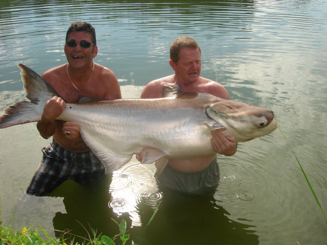 ../tools/UploadPhoto/uploads/Mekong-Giant-Catfish3.JPG