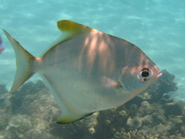 ../tools/UploadPhoto/uploads/Monodactylus_argenteus_Praslin2010_8273_v.JPG