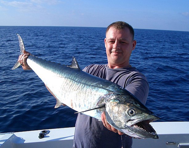 ../tools/UploadPhoto/uploads/Narrow-barred-spanish-mackerel-6.jpg