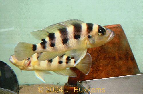 ../tools/UploadPhoto/uploads/Neolamprologus_sexfasciatus.JPG