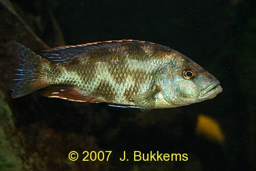 ../tools/UploadPhoto/uploads/Nimbochromis_livingstonii.jpg