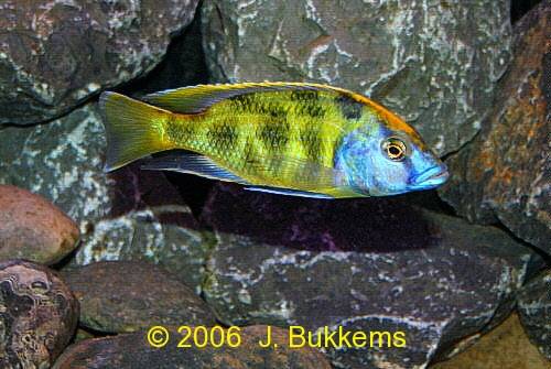 ../tools/UploadPhoto/uploads/Nimbochromis_venustus.jpg