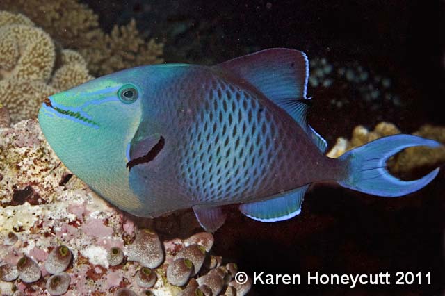 ../tools/UploadPhoto/uploads/Odonus_niger_(Red-Tooth_Triggerfish)_Wakatobi_Indonesia.jpg