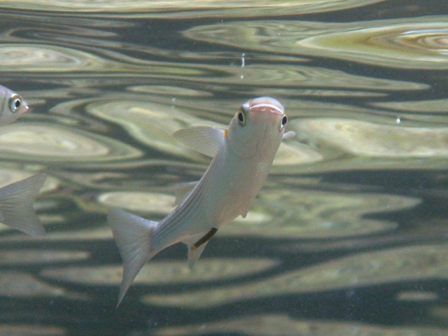 ../tools/UploadPhoto/uploads/Oedalechilus_labeo_Sardegna2011_4983.JPG