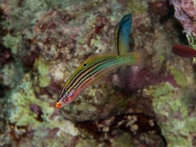 ../tools/UploadPhoto/uploads/PA208819_Minilabrus_striatus_juv.jpg