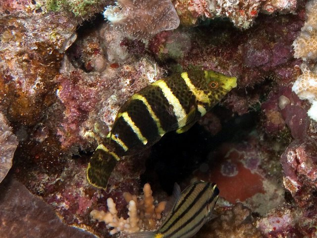 ../tools/UploadPhoto/uploads/PA289505-Hemigymnus_fasciatus.jpg