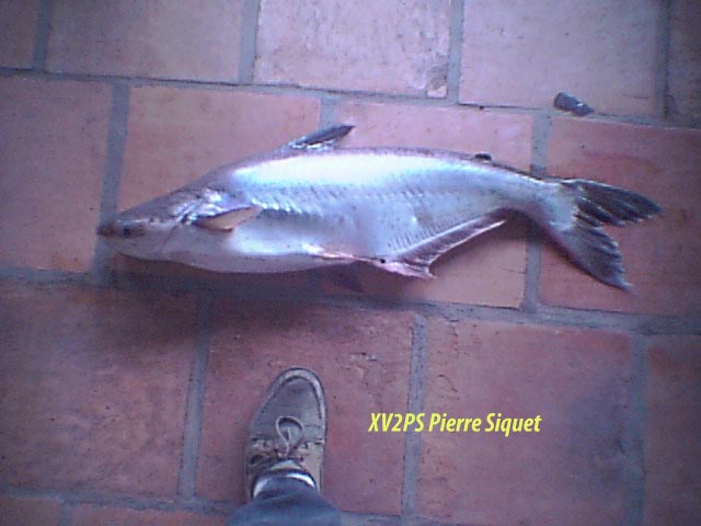 ../tools/UploadPhoto/uploads/Pangasius1AB.jpg