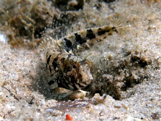 ../tools/UploadPhoto/uploads/Parablennius_tentacularis_Sardegna2011_4637.JPG