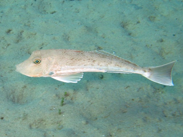 ../tools/UploadPhoto/uploads/Pesce_lucerna_Chelidonichthys_lucernus_Naxos08_1973_.JPG