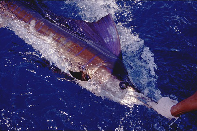 ../tools/UploadPhoto/uploads/Phuket-Sailfish11.jpg