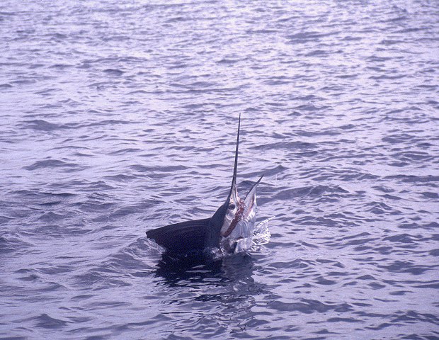 ../tools/UploadPhoto/uploads/Phuket-Sailfish9.jpg