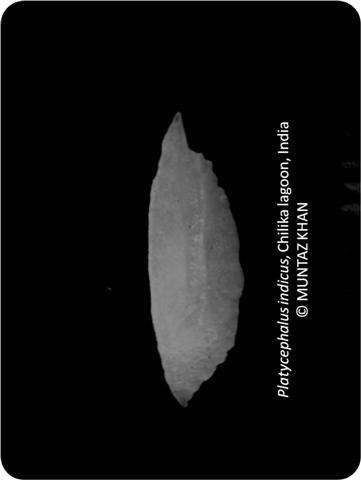 ../tools/UploadPhoto/uploads/Platycephalus-indicus-Otolith.jpg