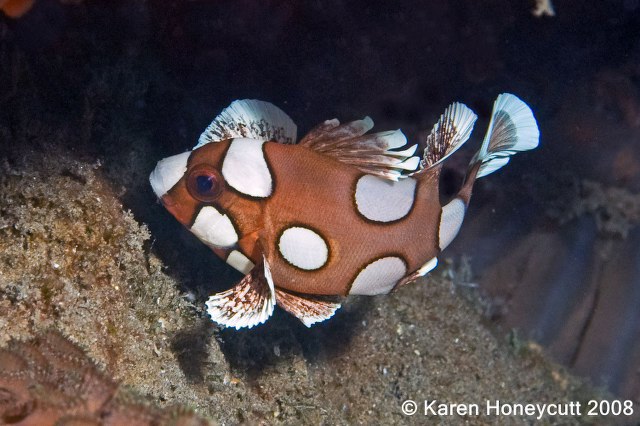 ../tools/UploadPhoto/uploads/Plectorhinchus_chaetodonoides_(Spotted_Sweetlips)_juv_Dumaguete.jpg