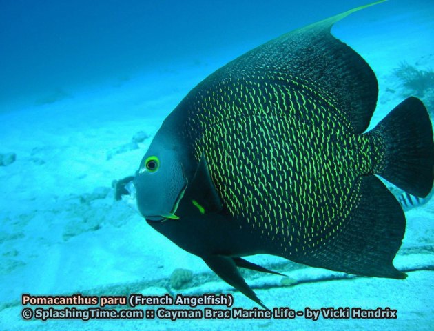 ../tools/UploadPhoto/uploads/Pomacanthus_paru_(French_Angelfish)_2.jpg