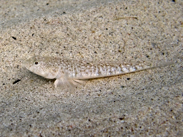 ../tools/UploadPhoto/uploads/Pomatoschistus_cf._marmoratus_Sardegna2011_4590.JPG