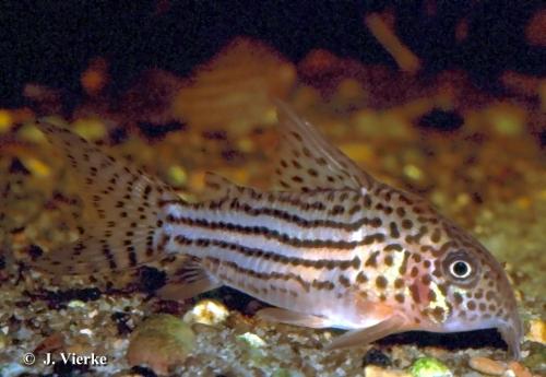 ../tools/UploadPhoto/uploads/Prachtcorydoras_C._haraldschultzi[1].jpg