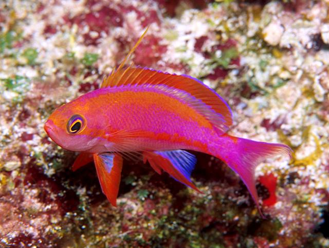 ../tools/UploadPhoto/uploads/Pseudanthias-randalli-jj-2-032402.jpg