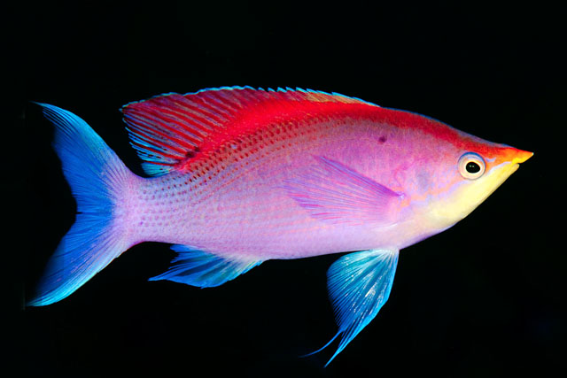 ../tools/UploadPhoto/uploads/Pseudanthias_tuka_(Purple_Anthias)_Dumaguette,_Philippines.jpg