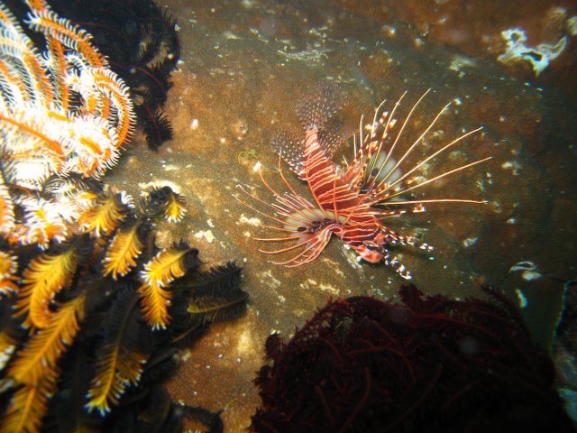 ../tools/UploadPhoto/uploads/Pterois_antennata.JPG