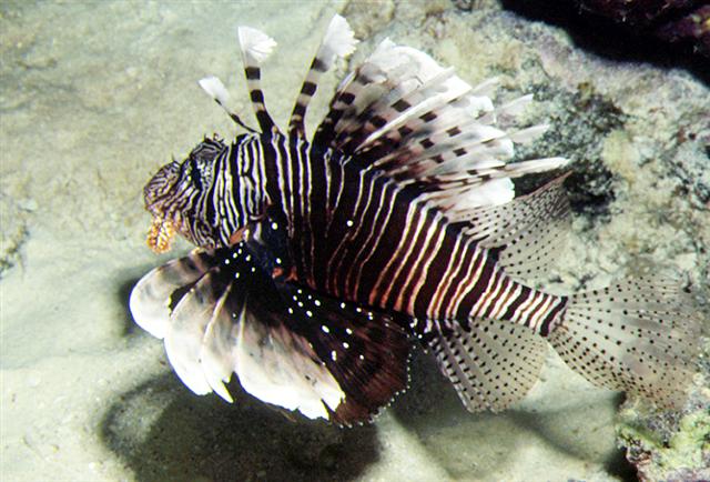 ../tools/UploadPhoto/uploads/Pterois_miles_FT528.jpg