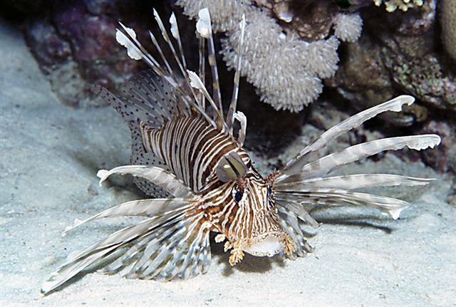 ../tools/UploadPhoto/uploads/Pterois_miles_FT585.jpg