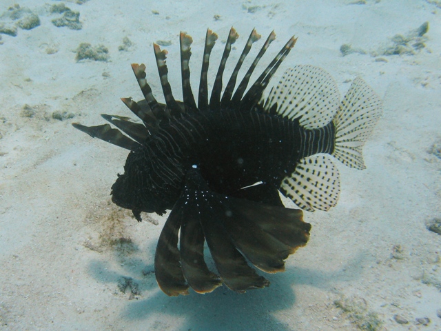 ../tools/UploadPhoto/uploads/Pterois_miles_Felicite2010_8487_v.JPG