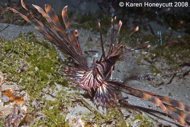 ../tools/UploadPhoto/uploads/Pterois_volitans_(Common_Lionfish)_Dumaguete.JPG