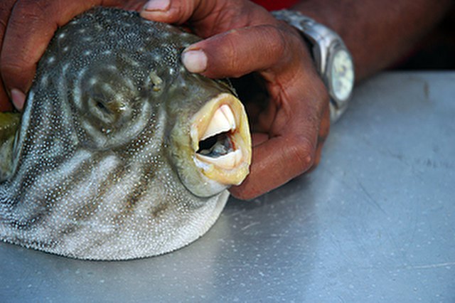 ../tools/UploadPhoto/uploads/Pufferfish-Teeth.jpg