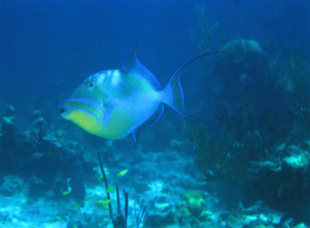 ../tools/UploadPhoto/uploads/Queentriggerfish.jpg