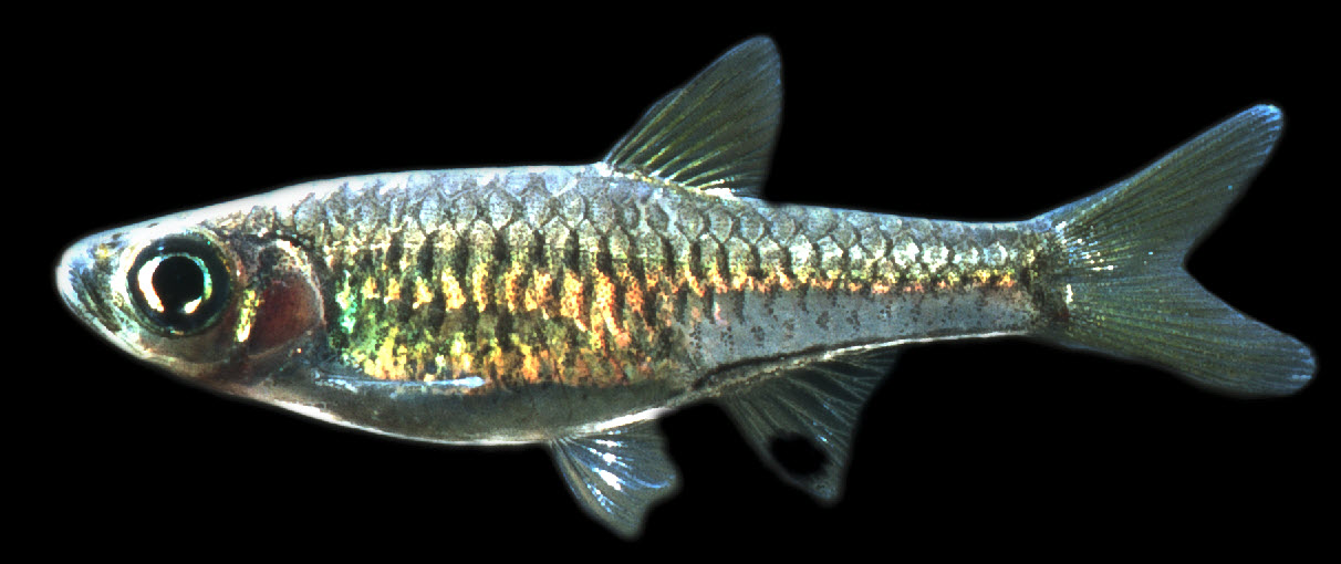 ../tools/UploadPhoto/uploads/Rasbora_bankanensis.jpg