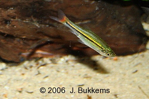 ../tools/UploadPhoto/uploads/Rasbora_borapetensis.jpg