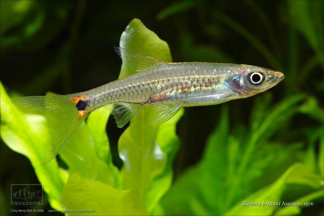 ../tools/UploadPhoto/uploads/Rasbora_brittani_01a_AZ.jpg