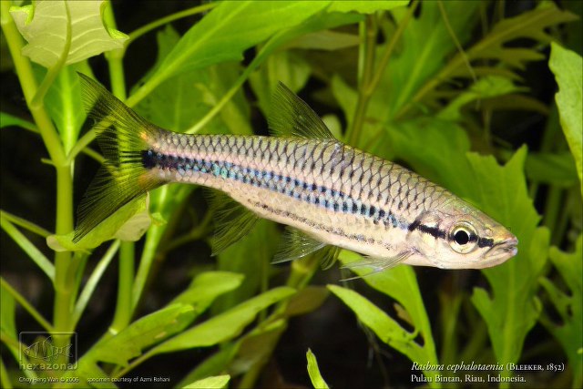 ../tools/UploadPhoto/uploads/Rasbora_cephalotaenia_02_AZ_.jpg