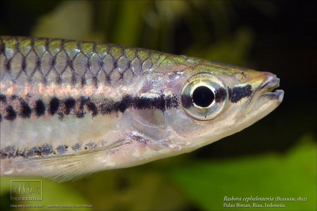 ../tools/UploadPhoto/uploads/Rasbora_cephalotaenia_04_AZ_.jpg