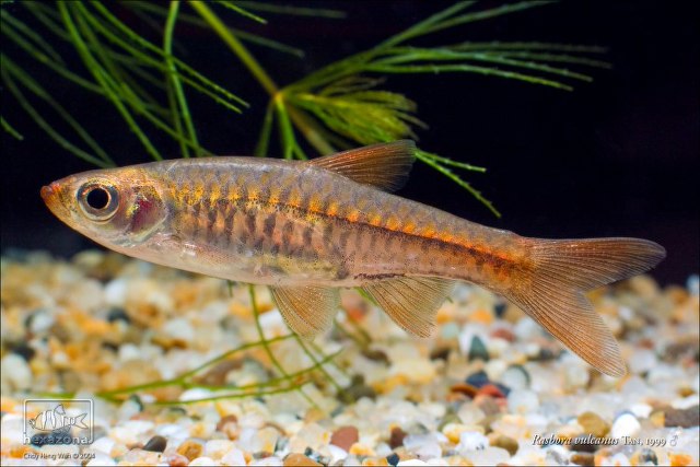 ../tools/UploadPhoto/uploads/Rasbora_vulcanus_01.jpg