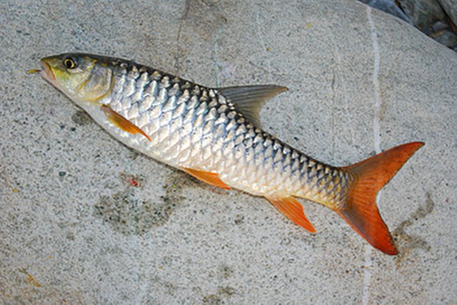 ../tools/UploadPhoto/uploads/Red-Finned-Mahseer.jpg