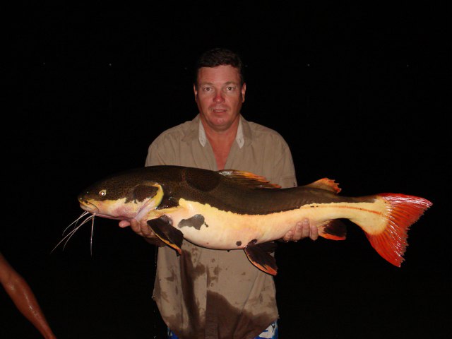 ../tools/UploadPhoto/uploads/Redtail-catfish4.JPG