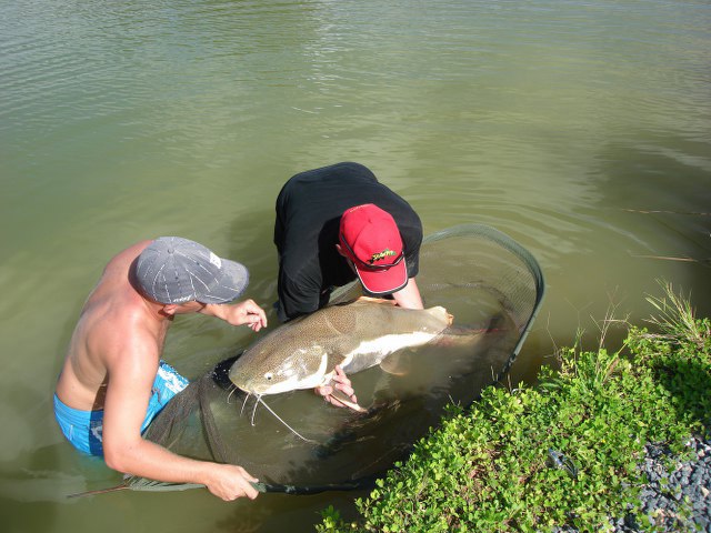 ../tools/UploadPhoto/uploads/Redtail-catfish6.jpg