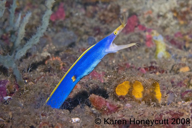 ../tools/UploadPhoto/uploads/Rhinomuraena_quaesita_(Blue_Ribbon_Eel)_Dumaguete.JPG