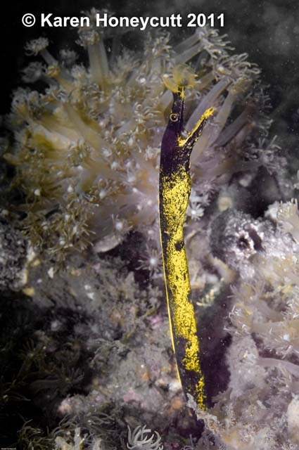 ../tools/UploadPhoto/uploads/Rhinomuraena_quaesita_(Blue_Ribbon_Eel)_sub-adult_transition_Lembeth,_Indonesia.jpg