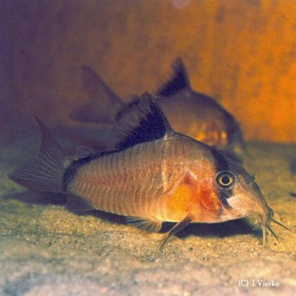 ../tools/UploadPhoto/uploads/Schwarzrueckenpanzerwels_Corydoras_metae[1].jpg